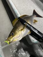 【バチコン】イサキがバチコンで簡単に釣れる！